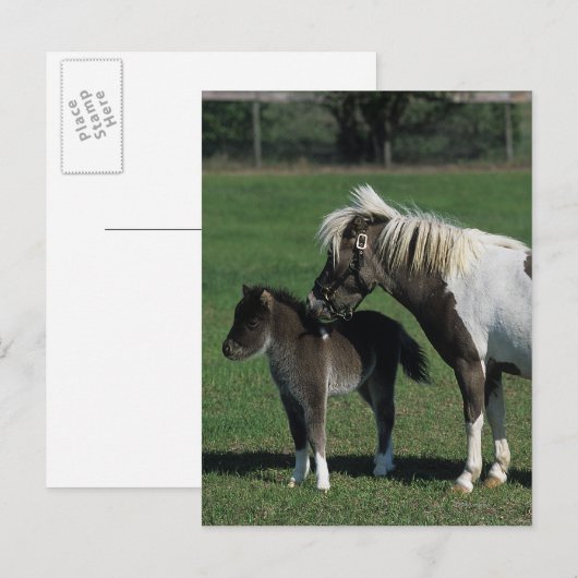 De miniatuur Status van de Merrie & van het Veulen Briefkaart (Voorkant / Achterkant)