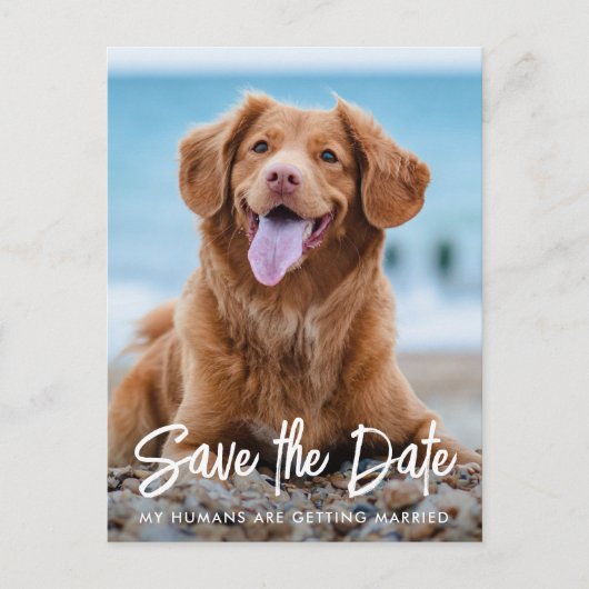 De moderne Dog Wedding Aangepaste Foto sparen de D Aankondigingskaart (Voorkant)