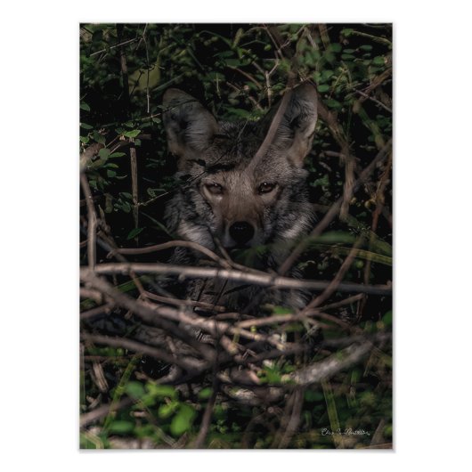 De moeder van de kleine Guemes Island foto afdrukk Afdruk (Voorkant)