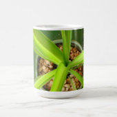 De Mok Green Tobago (Center)