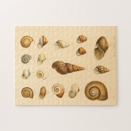 De  Mollusk Seashells Puzzle Legpuzzel (Horizontaal)
