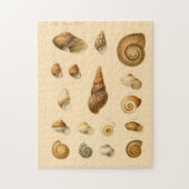 De  Mollusk Seashells Puzzle Legpuzzel (Verticaal)