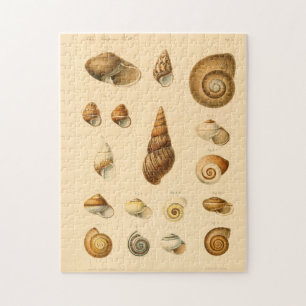 De  Mollusk Seashells Puzzle Legpuzzel