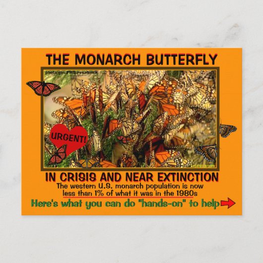 De monarch Butterfly is bedreigd, hoe kan je helpe Briefkaart (Voorkant)
