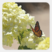 De monarch en de bloemen