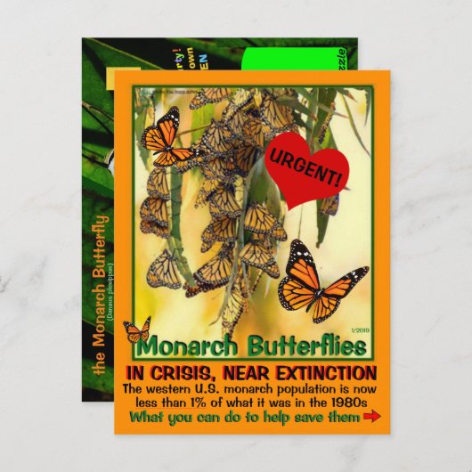 De monboogvlinder is bedreigd - help ze - briefkaart (Voorkant / Achterkant)
