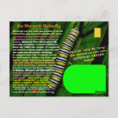 De monboogvlinder is bedreigd - help ze - briefkaart (Achterkant)