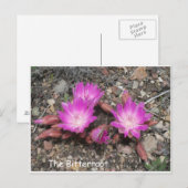 De Montana Bitterroot:  Gods favoriete bloem Briefkaart (Voorkant / Achterkant)