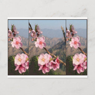 De mooie aanplanting van het Fruit van India Briefkaart