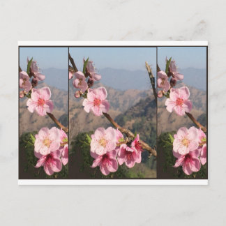 De mooie aanplanting van het Fruit van India Briefkaart