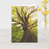 De mooie Boom van de Beuk Kaart (Gele Bloem)