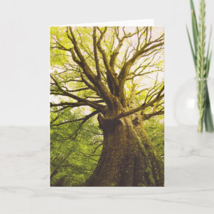 De mooie Boom van de Beuk Kaart