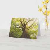 De mooie Boom van de Beuk Kaart (Gele Bloem)