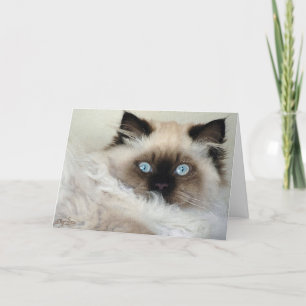 De mooie de kat-Minnaars van Birman Ragdoll Kaart