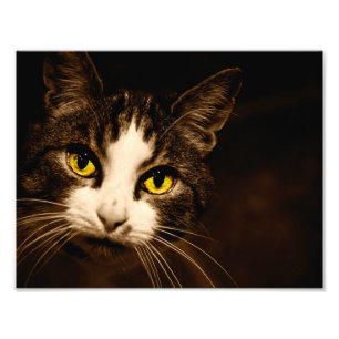 De mooie Druk van de Foto van de Ogen van de Kat Afdruk