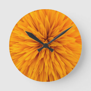 De mooie Gele Bloesem van de Bloem van de Dahlia Ronde Klok