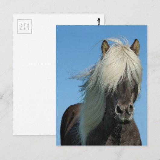 DE MOOIE HENGST VAN HET PAARD VAN HET PONY VAN DE BRIEFKAART (Voorkant / Achterkant)