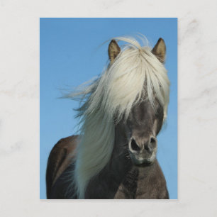 DE MOOIE HENGST VAN HET PAARD VAN HET PONY VAN DE BRIEFKAART