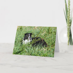 De mooie Kaart van de Nota van Border collie