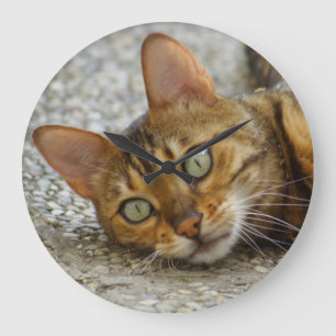 De mooie Kat van Bengalen Grote Klok