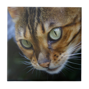 De mooie Kat van Bengalen Tegeltje