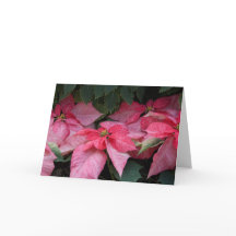 De mooie Kerstkaart van de Foto van Poinsettia