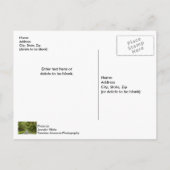 De Mooie Laan van Eiken Postkaart (Achterkant)