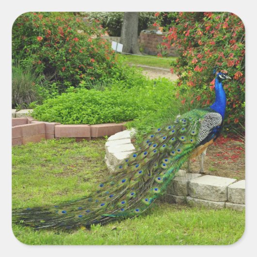 De mooie Peacock Sticker (Voorkant)
