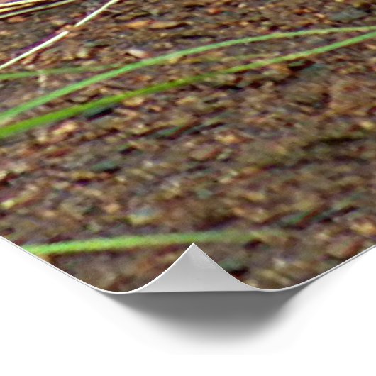 De mooie rode vos poster (Hoek)