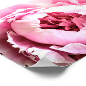 De mooie roze elegante pioenroos bloem poster (Hoek)