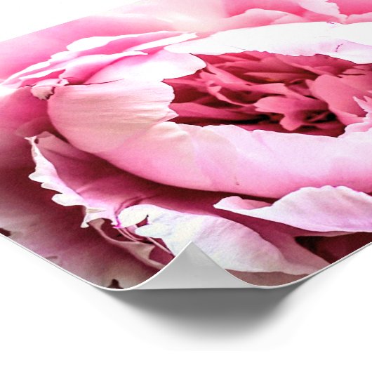 De mooie roze elegante pioenroos bloem poster (Hoek)