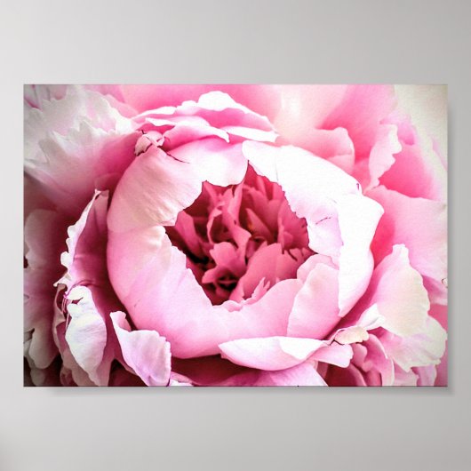 De mooie roze elegante pioenroos bloem poster (Voorkant)