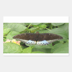 De mooie Tropische Stickers van de Vlinder
