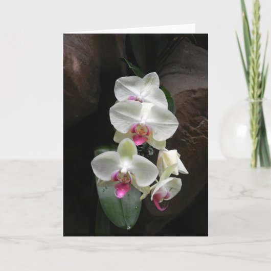 De mooie witte orchideeënsympathie of dankt u kaart (Voorkant)
