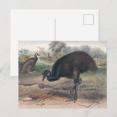 De Mooruk van Joseph Wolf Briefkaart (Voorkant / Achterkant)