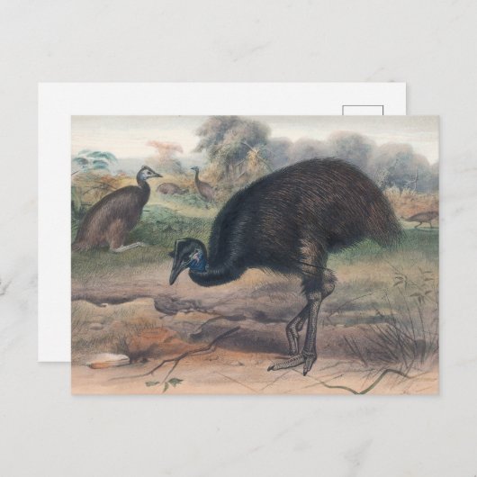 De Mooruk van Joseph Wolf Briefkaart (Voorkant / Achterkant)