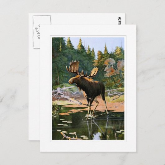 De Moose Briefkaart (Voorkant / Achterkant)