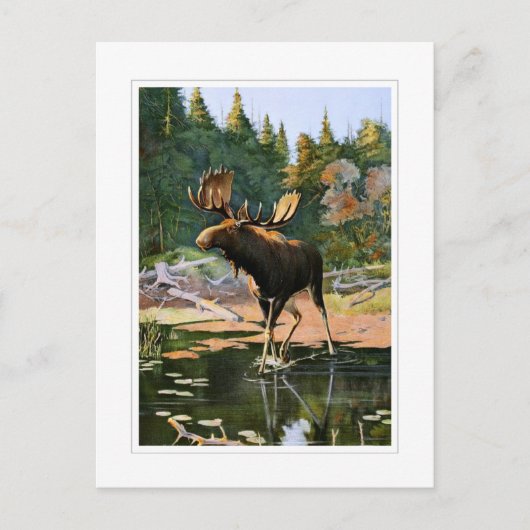 De Moose Briefkaart (Voorkant)