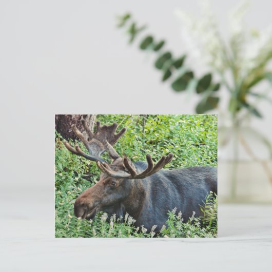 De Moose Briefkaart (Staand voorkant)