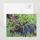 De Moose Briefkaart (Voorkant / Achterkant)