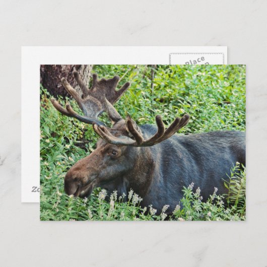 De Moose Briefkaart (Voorkant / Achterkant)