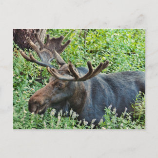 De Moose Briefkaart