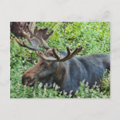 De Moose Briefkaart (Voorkant)