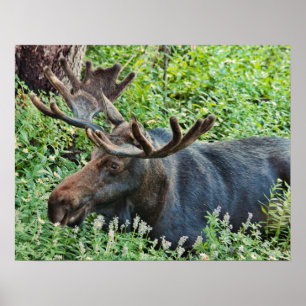 De Moose Poster