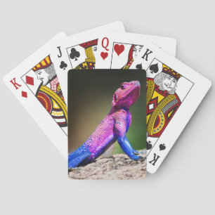 De Mwanza Flat-headed Agama op steen Pokerkaarten