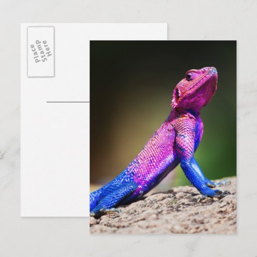 De Mwanza vlakte Agama op rots Briefkaart (Voorkant / Achterkant)