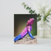 De Mwanza vlakte Agama op rots Briefkaart (Staand voorkant)