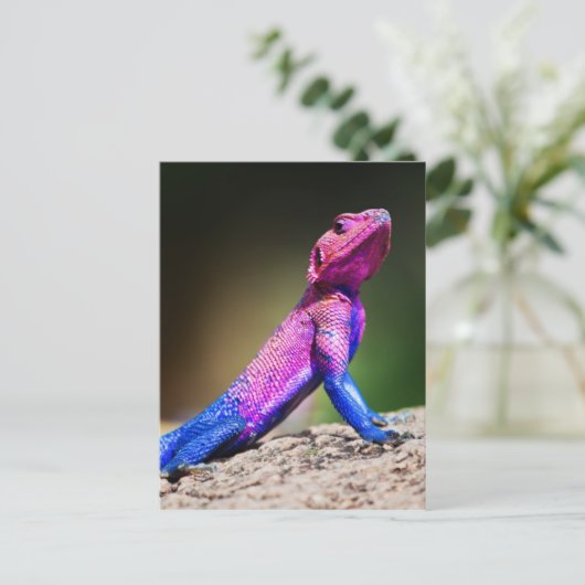 De Mwanza vlakte Agama op rots Briefkaart (Staand voorkant)