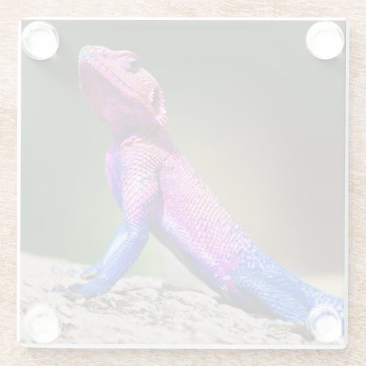 De Mwanza vlakte Agama op rots Glazen Onderzetter (Achterkant)