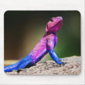 De Mwanza vlakte Agama op rots Muismat (Voorkant)